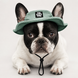 Dog wearing a green bucket hat with 'The Wild Paw' logo on a white background