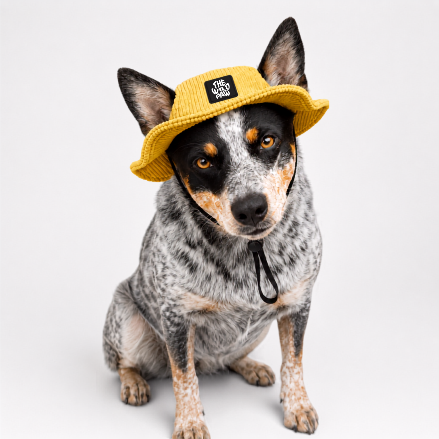 Dog wearing Green bucket dog hat with a strap from The Wild Paw brand