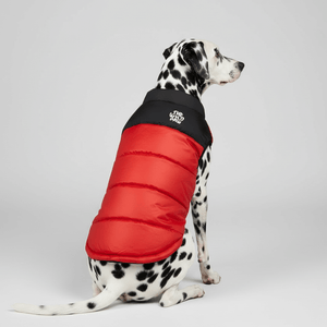 Dalmation dog wearing Red and black puffer dog coat with 'The Wild Paw' logo 