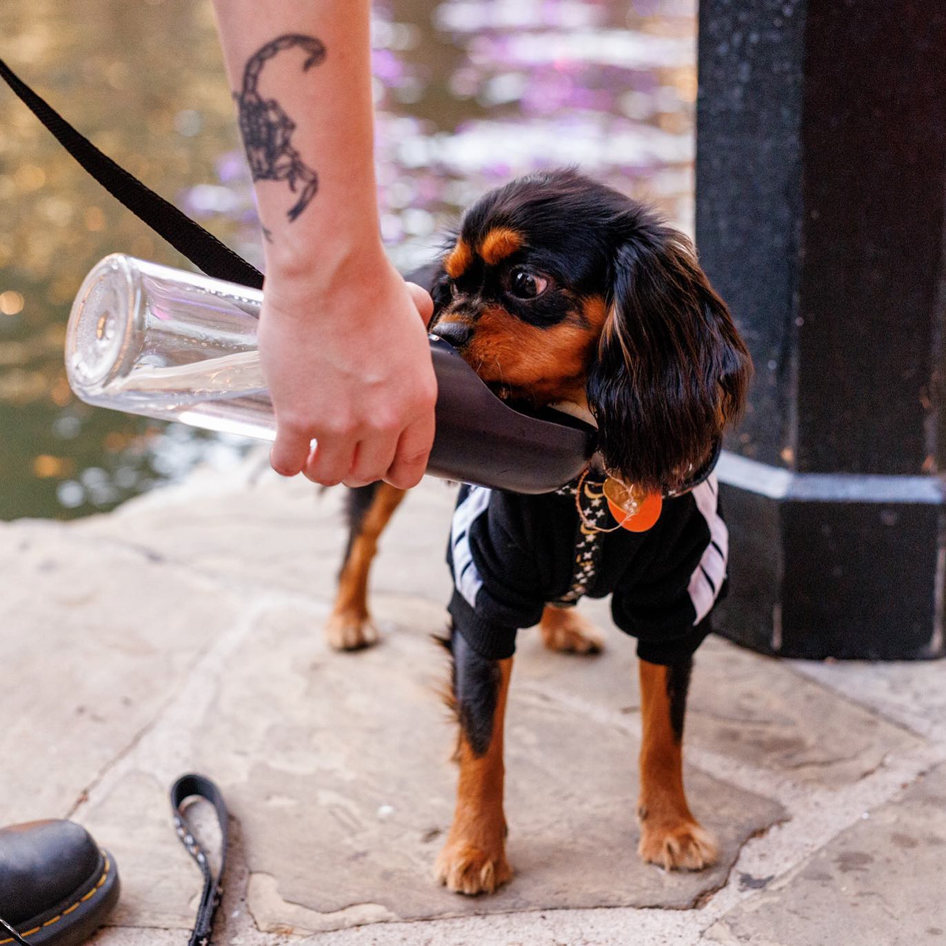 Water Bowl