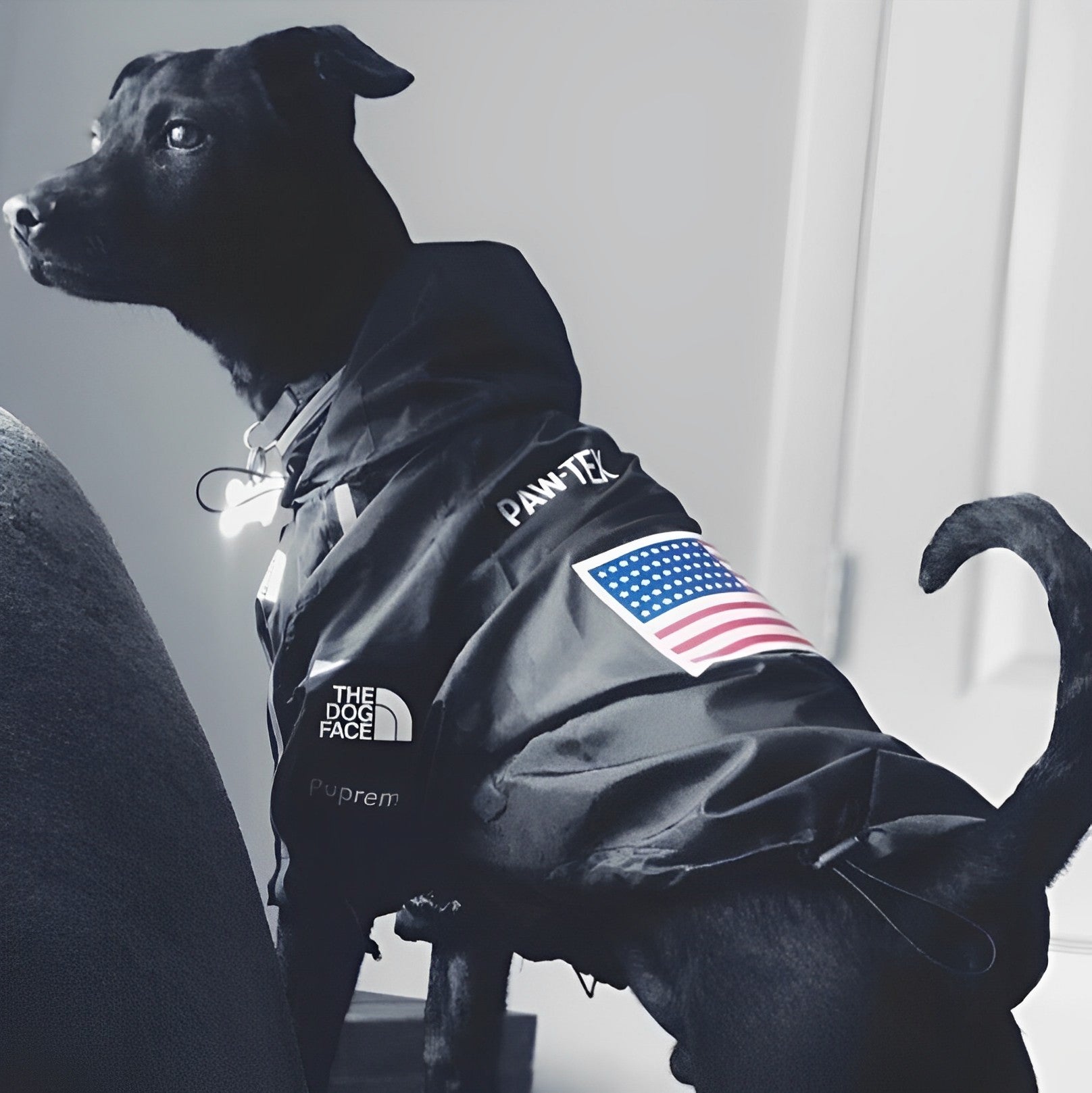 American Hound