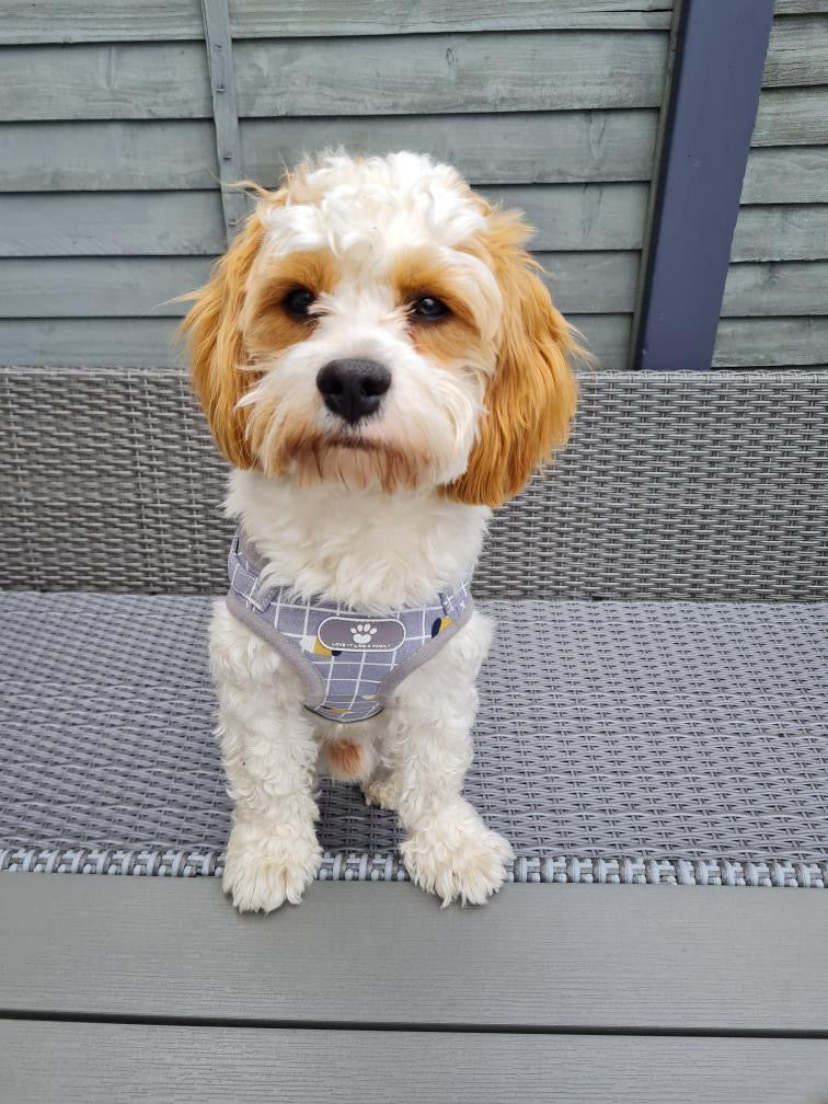 Cooper Harness