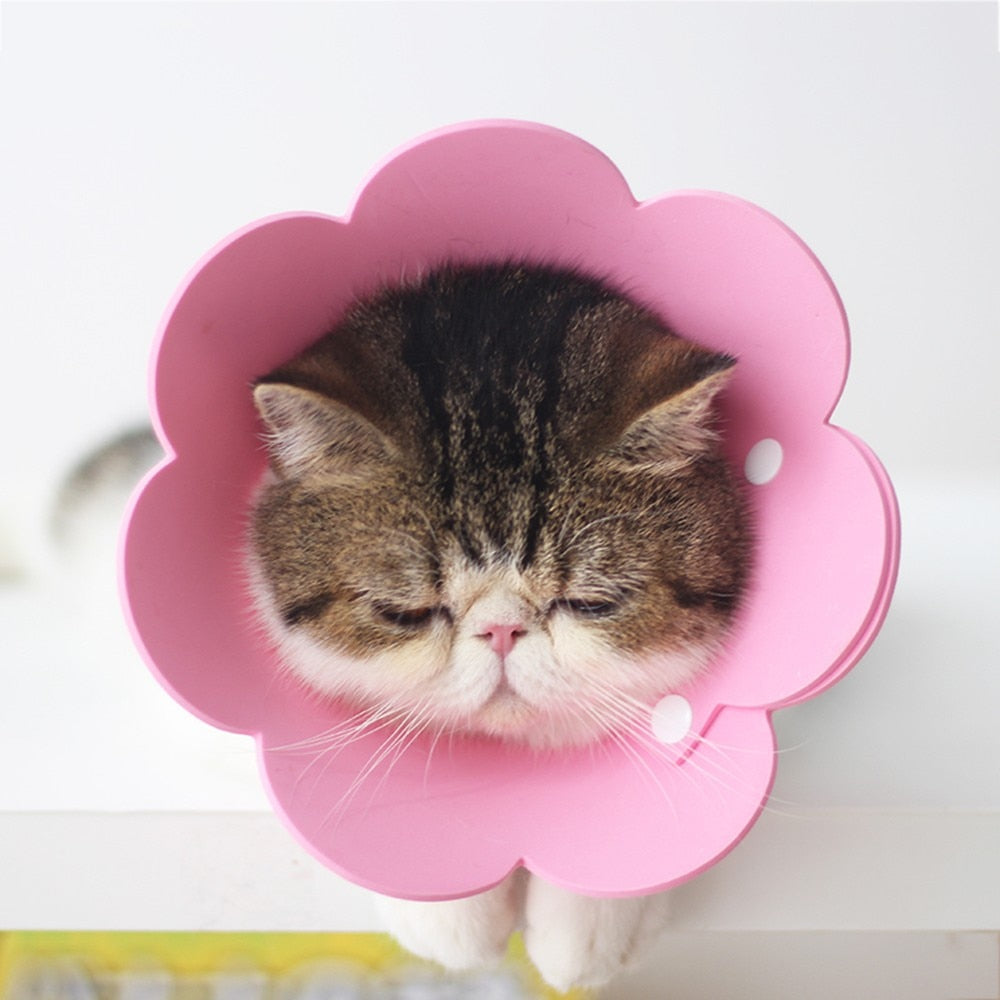 Protective Collar